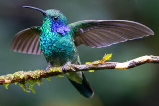 Lesser Violetear