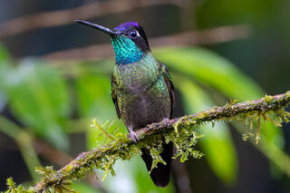 Talamanca Hummingbird