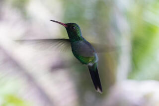 Canivet's Emerald