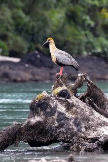 Black-faced Ibis