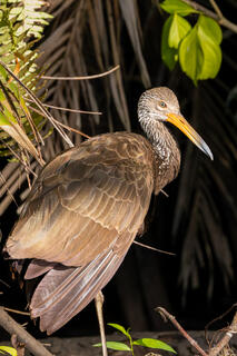 Limpkins