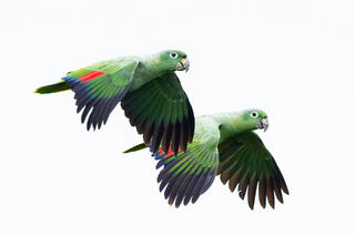 Mealy Amazon Parrots