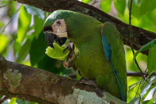 Chestnut-fronted Macaw