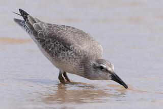 Red Knot