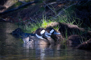 Spectacled Ducks