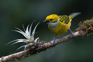 Silver-throated Tanager