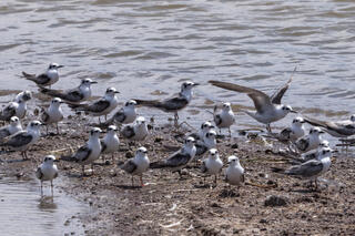White-winged Tern