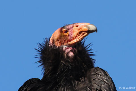 Rare and Endangered, the California Condors of Pinnacles National Park
