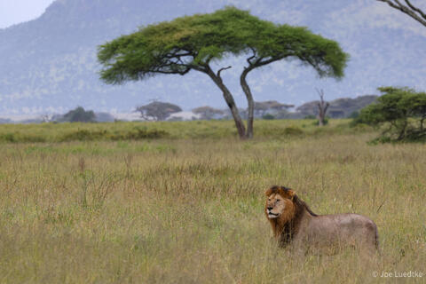 Seregenti and Surroundings