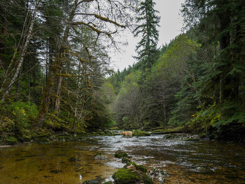 Life on a Nameless Creek