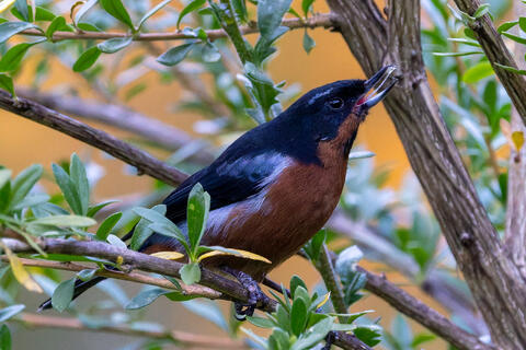 My Quest to See 1/4 of the World's Bird Species