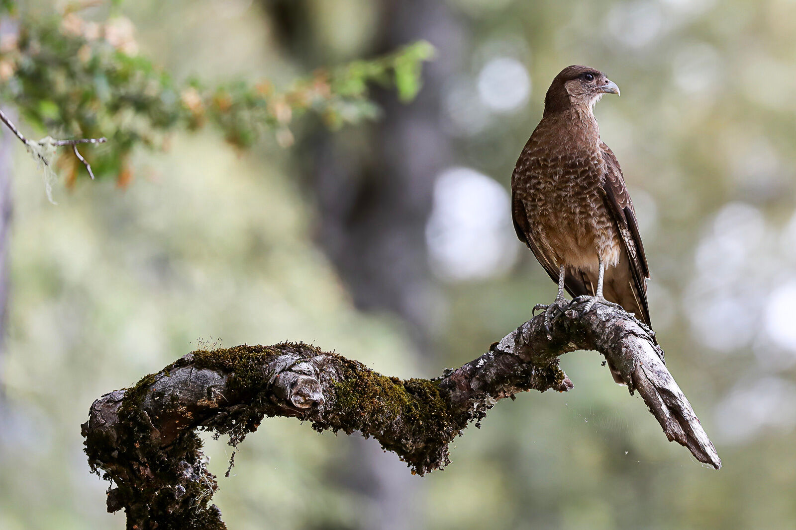 Ever Viligent Chimango Caracara