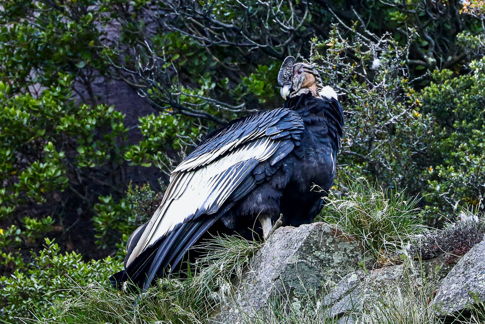 Andean Condor resting on the rocky cliff face above Lago del Deserto