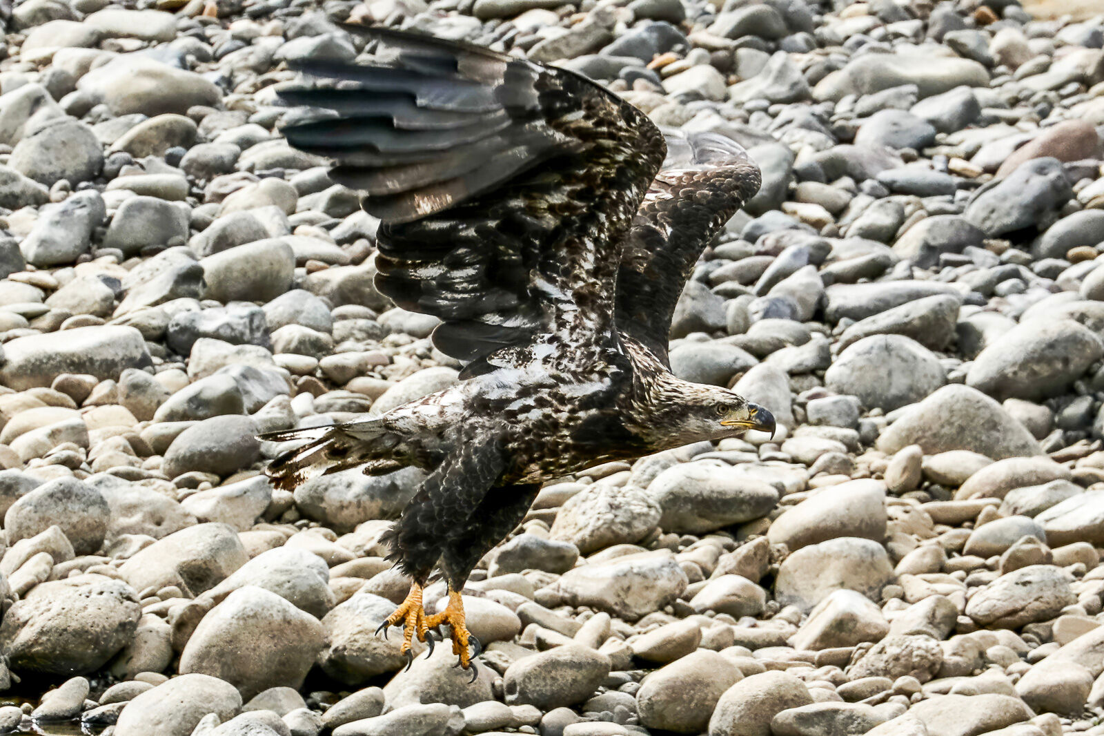 Juvenile Bald Eagle takes off on a beach on Soda Butte Creek in the Lamar Valley, Yellowstone National Park