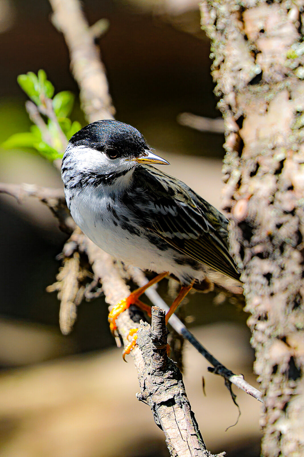 Blackpoll Warbler During Spring Migration