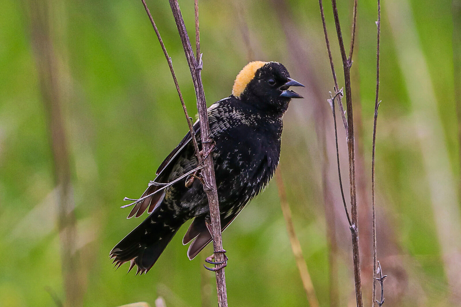 Bobolink Singing its Heart Out