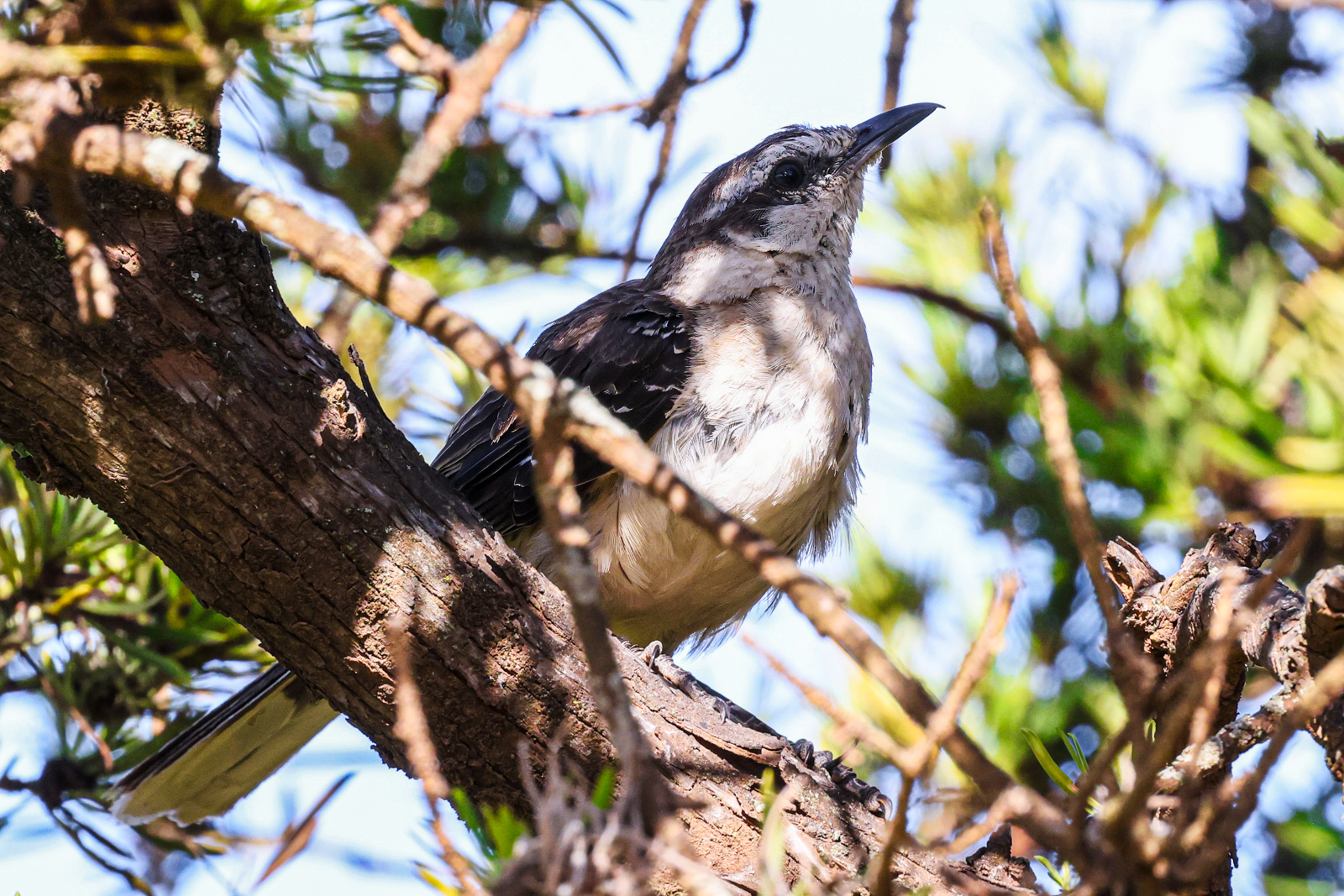 Chalk-browed Mockingbird Chalk-browed Mockingbird in in Parque 3 de Febrero. A lifer for me (#837)!
