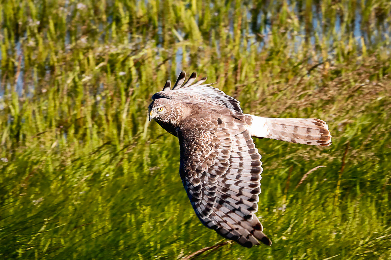 Cinereous Harrier floats above a marsh on the edge of Lago Argentina