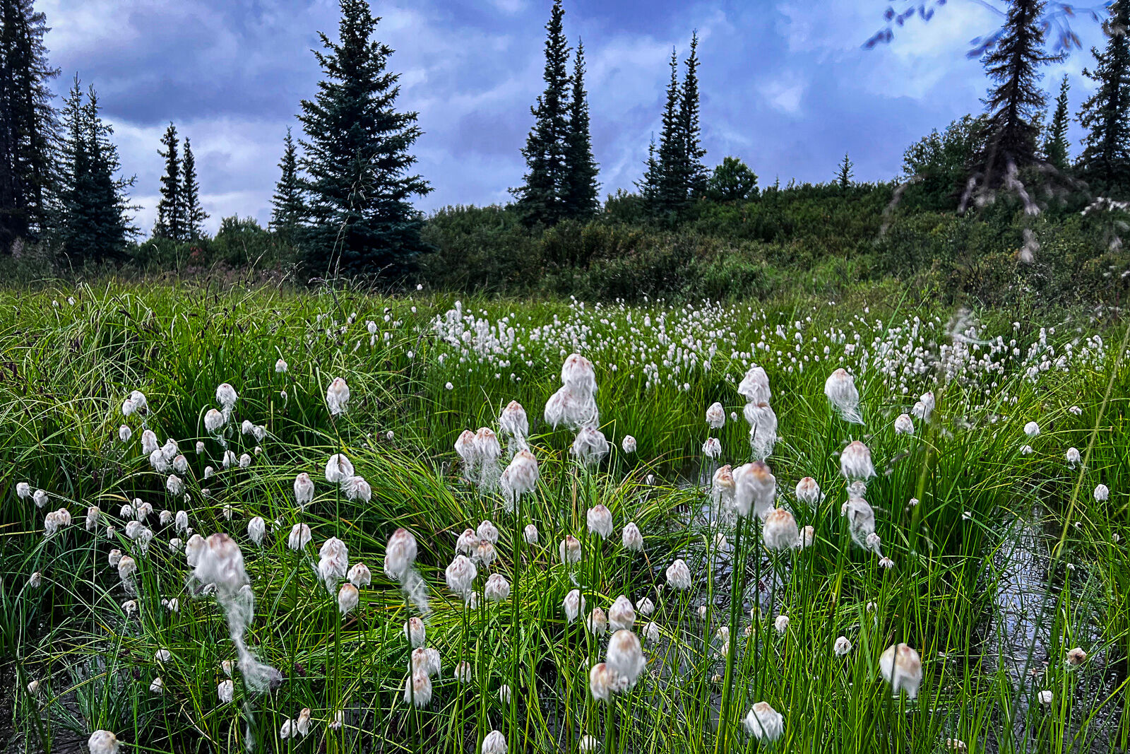 Cotton Grass on the way to the Jack River.
