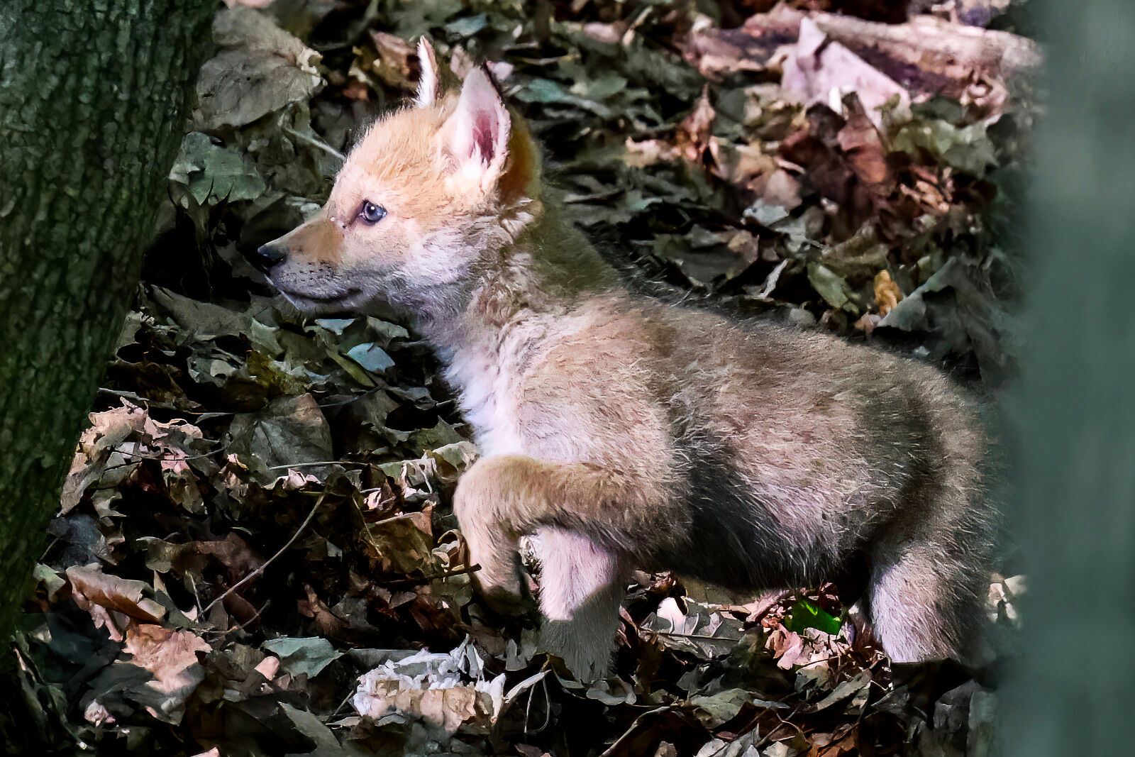 Coyote Pup Tentatively Exploring the World