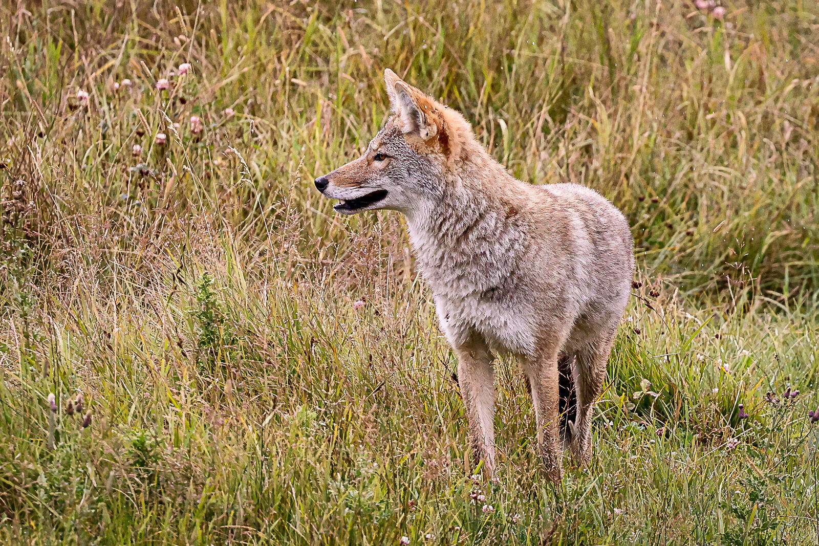 Coyote in the Lamar Valley Coyote beginning his vole hunt.