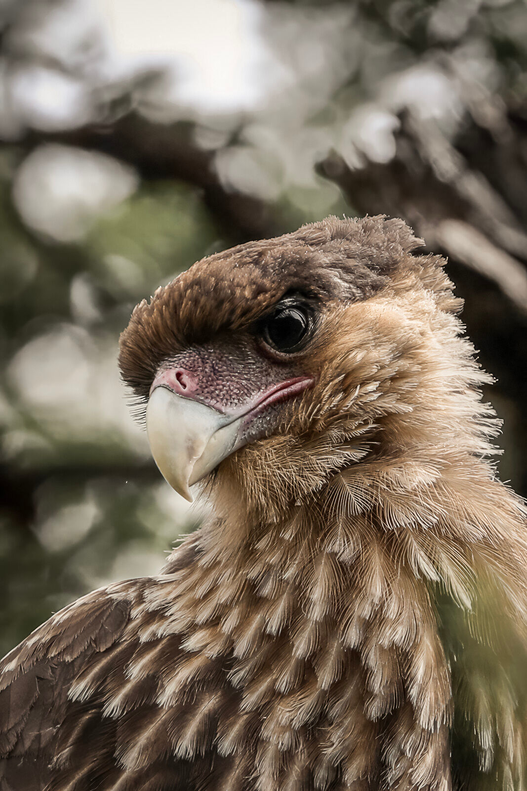 An immature Crested Caracara looks down from his perch in a tree.