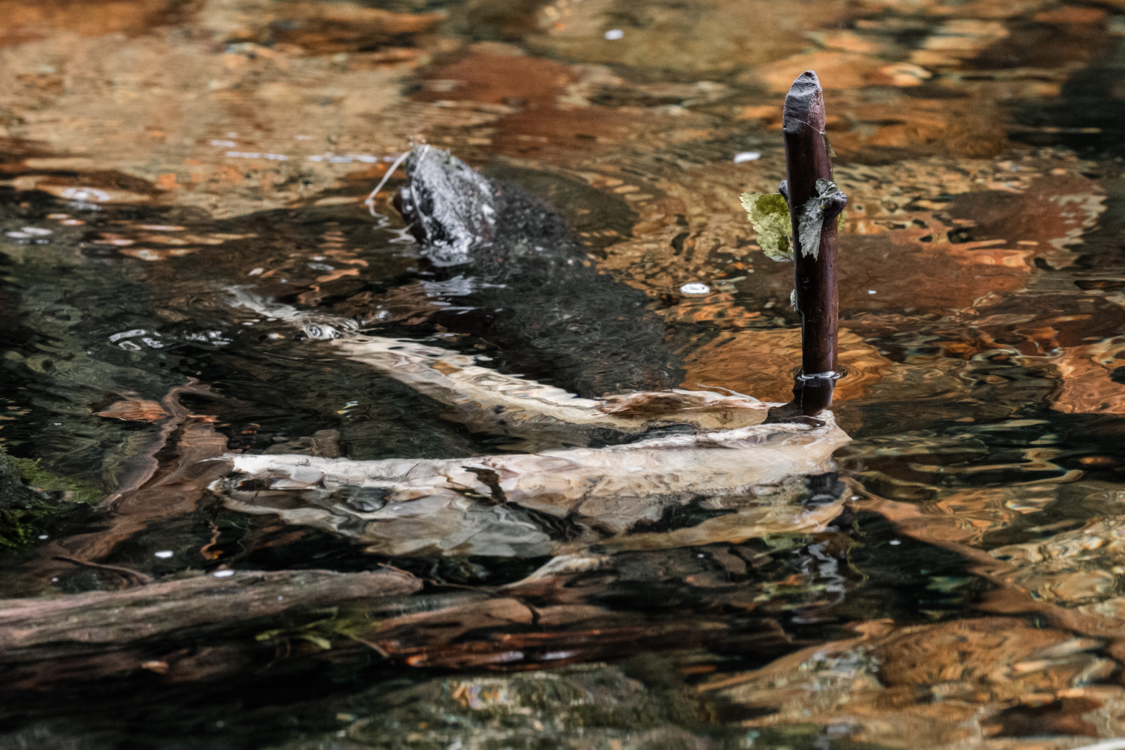 Dying Salmon Wrapped Around a Stick