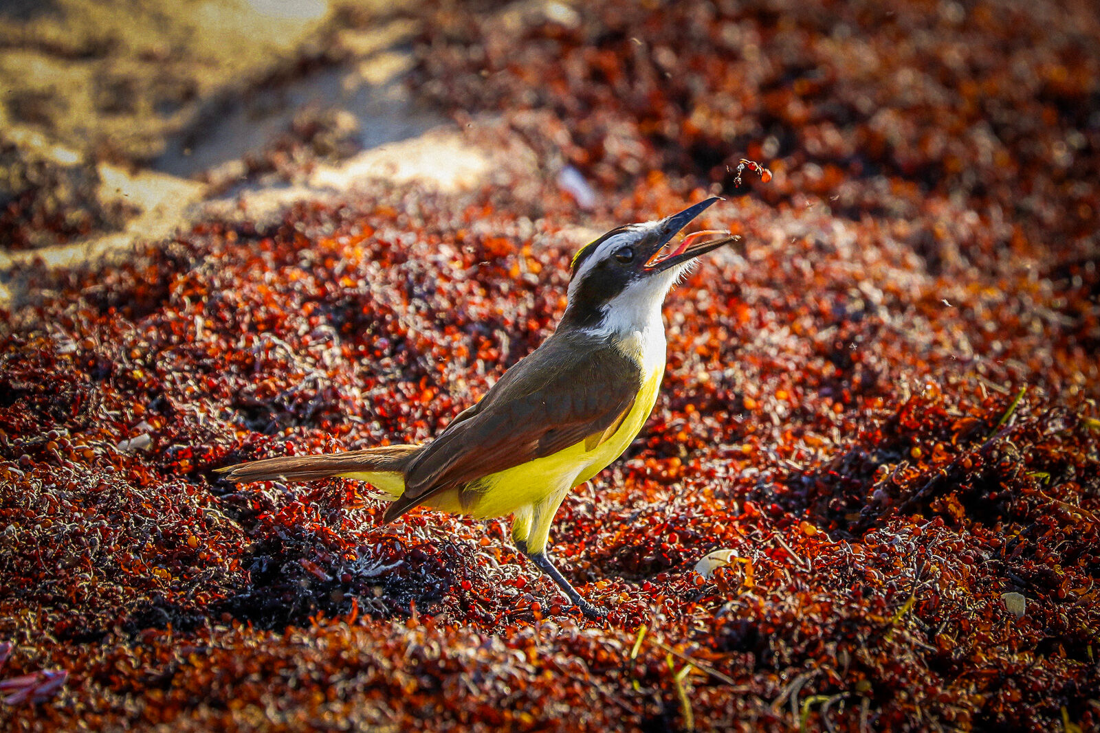 Great Kiskadee hunting on the beach for ants and other insects.  When he found one, he threw it up in the air and then ate it...