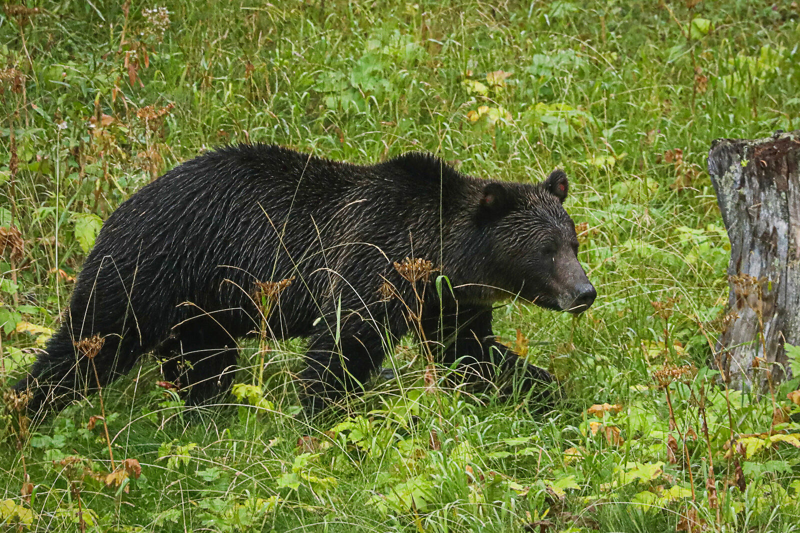 Grizzly Bear in the Hayden Valley A very wet grizzly bear strolls through the Hayden Valley after swimming across the Yellowstone River.