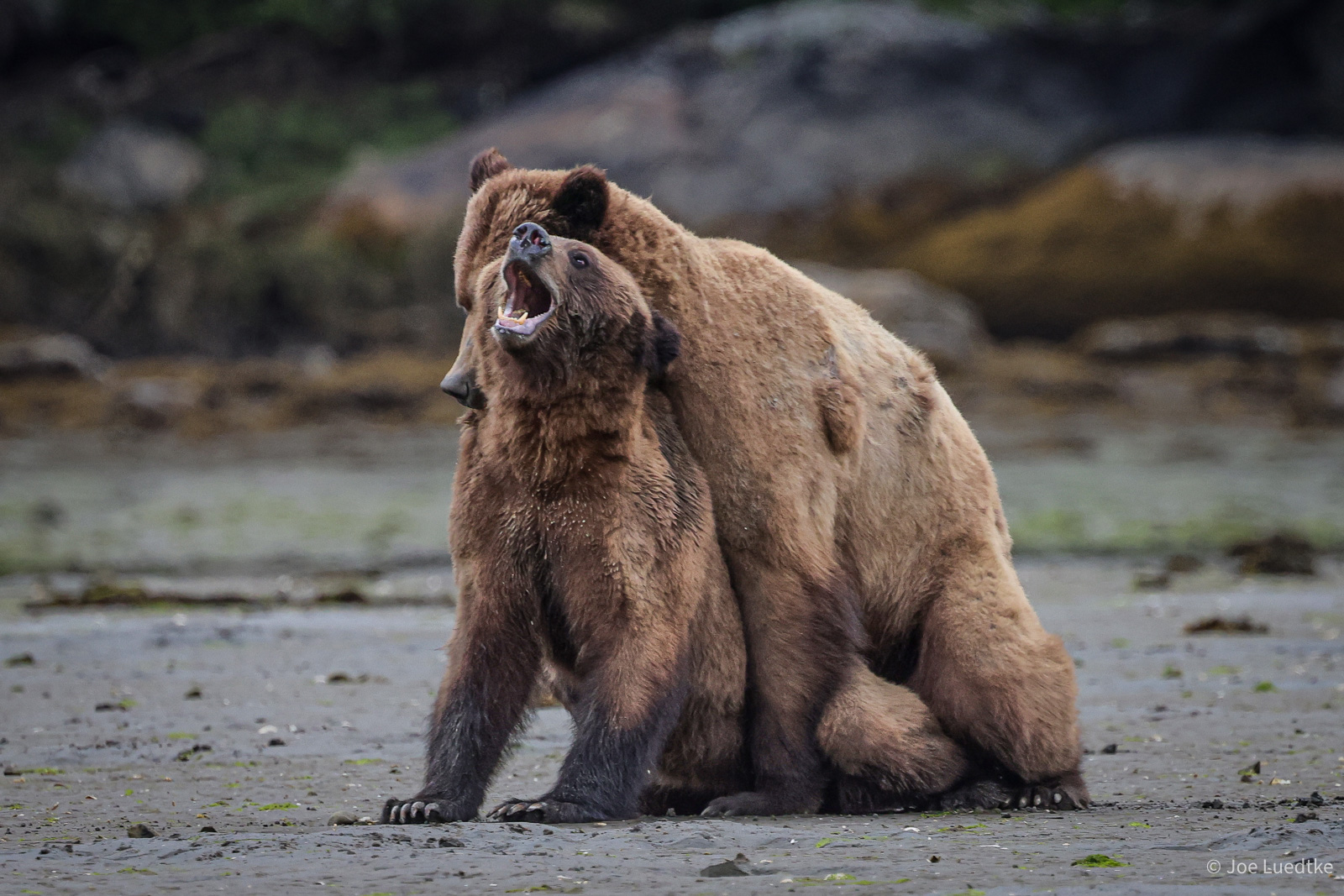Grizzlies Mating on the Beach