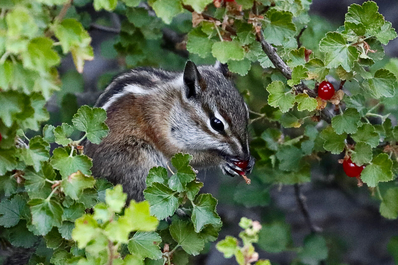 A least chipmunk near the hoodoos enjoying a berry