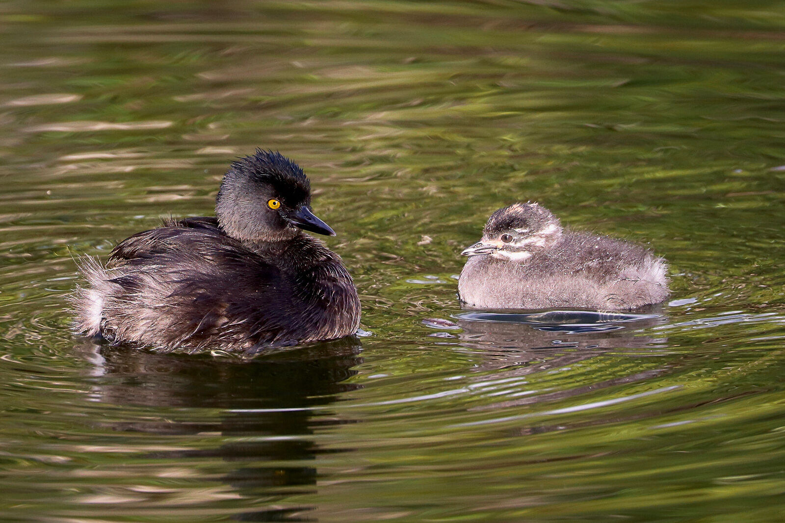 Least Grebe with chick