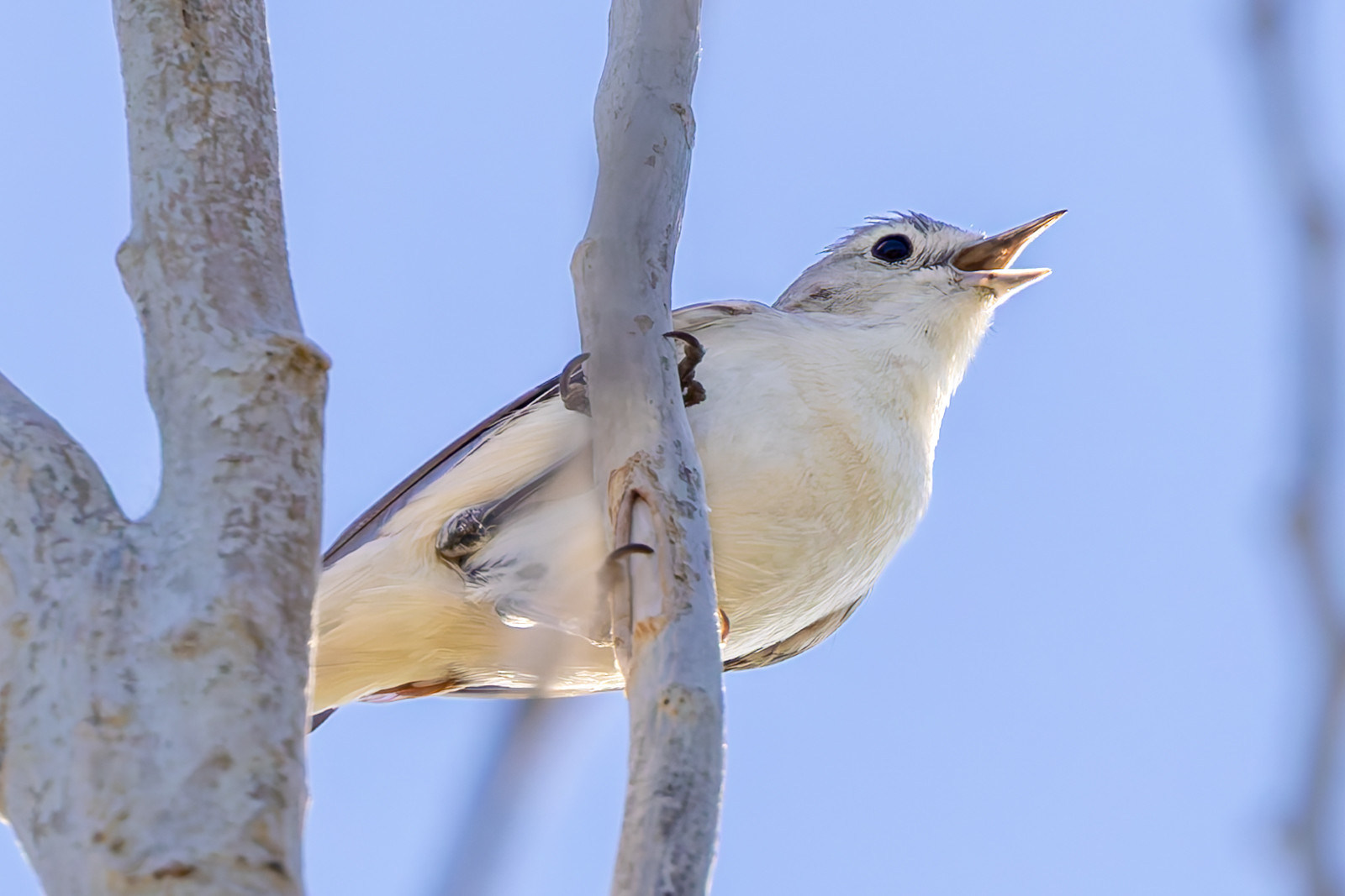 Lucy's Warbler My first Lucy's Warbler in the hot desert sun.