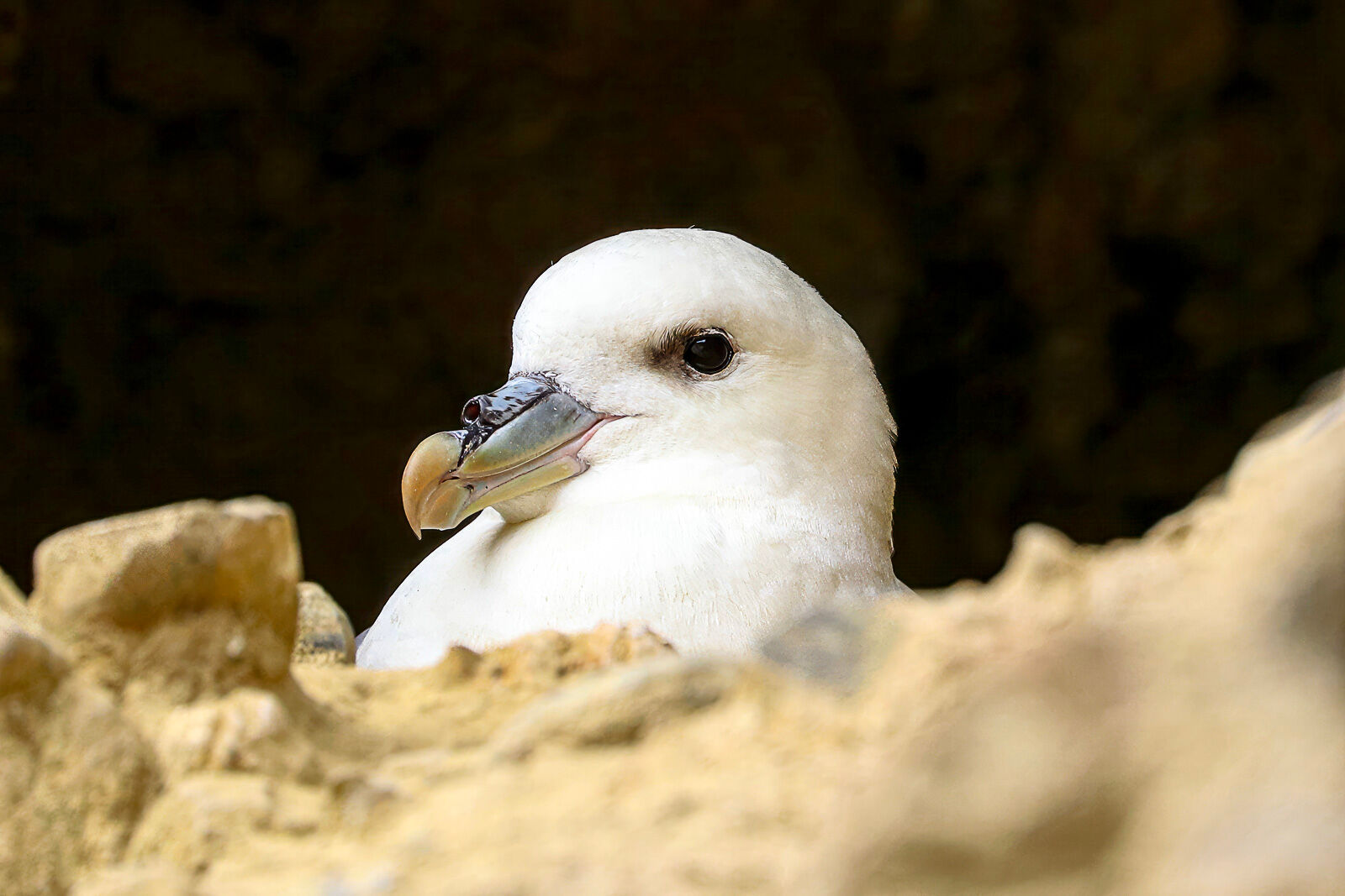 Northern Fulmar on its nest.