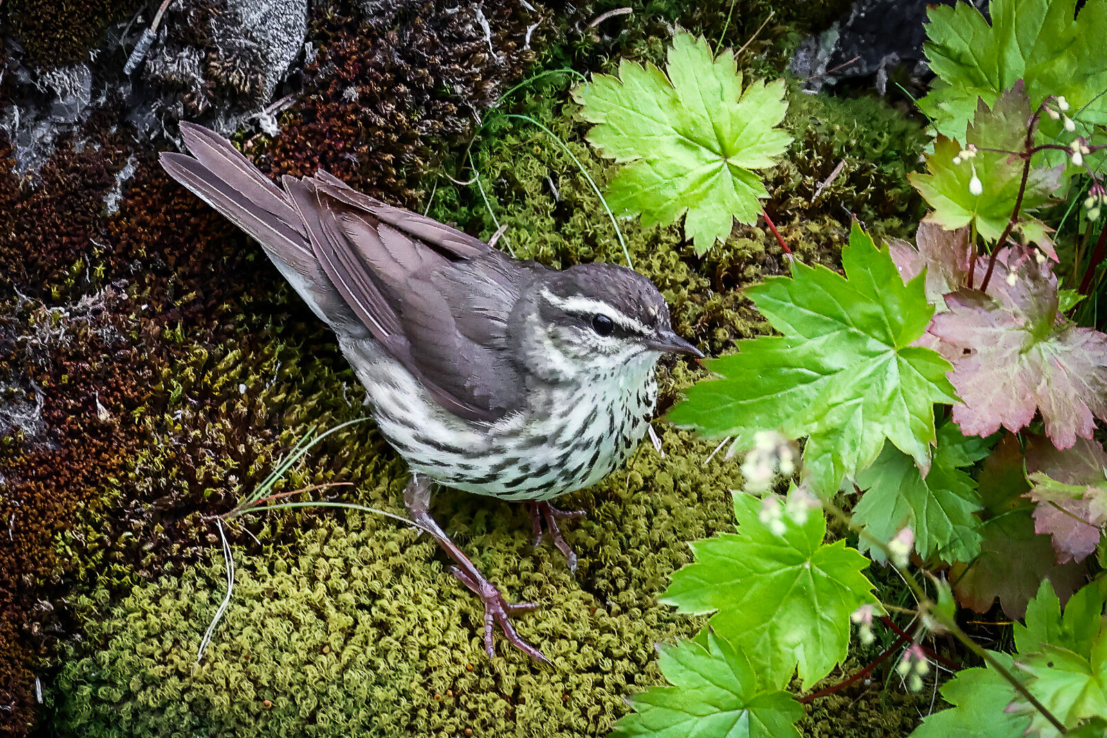 Northern Waterthrush next the to the water's edge on some lovely mosses.