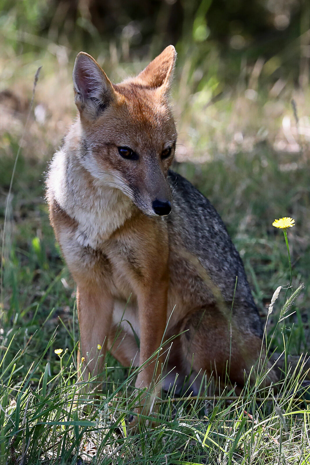 Patagonian Fox rests near our lunch spot along the Chimehuin River hoping for scraps.