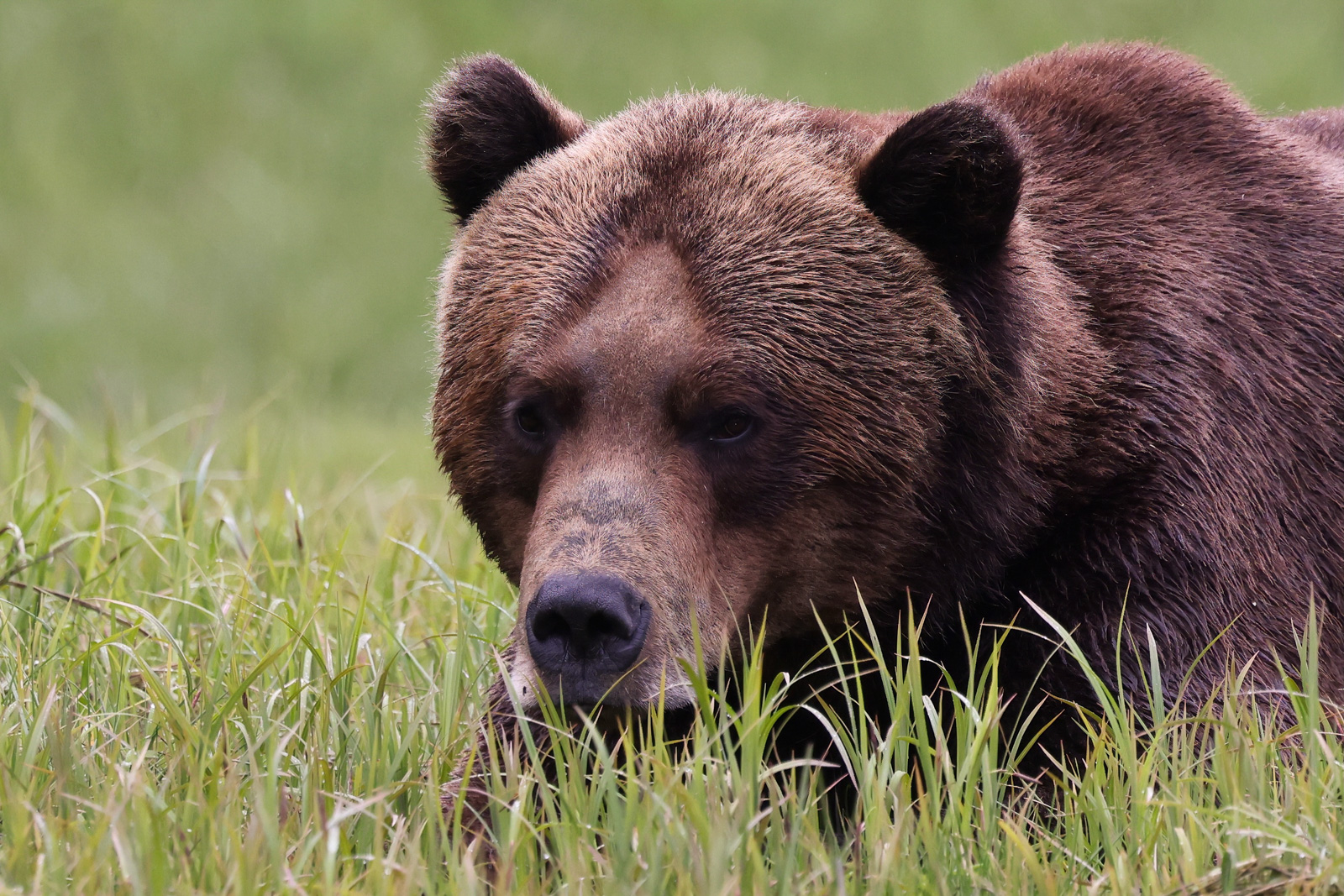 Resting but Ever Watchful After feeding on sedge for well over an over, the grizzly bear known as "Paws" takes a little snooze in the growing sedge.