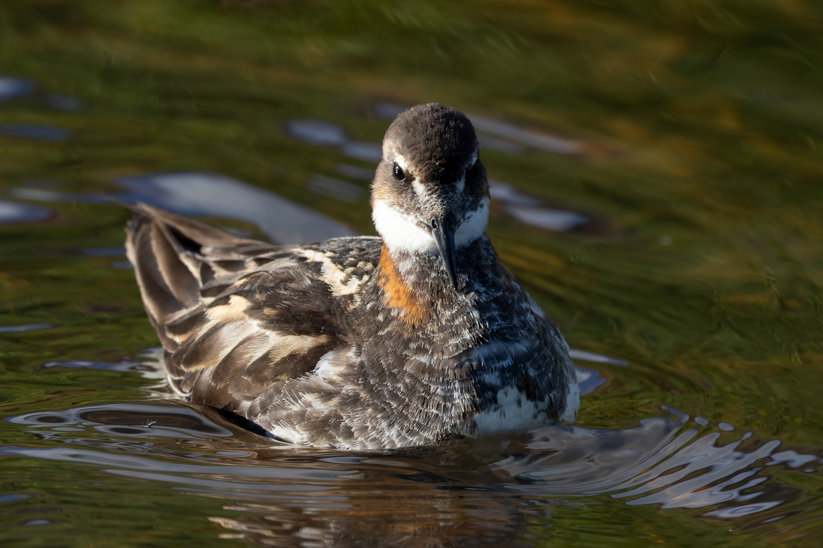 Red-necked Phalarope Got to spend some intimate time photographing this Phalarope. As long as I stayed relatively still it seemed rather...