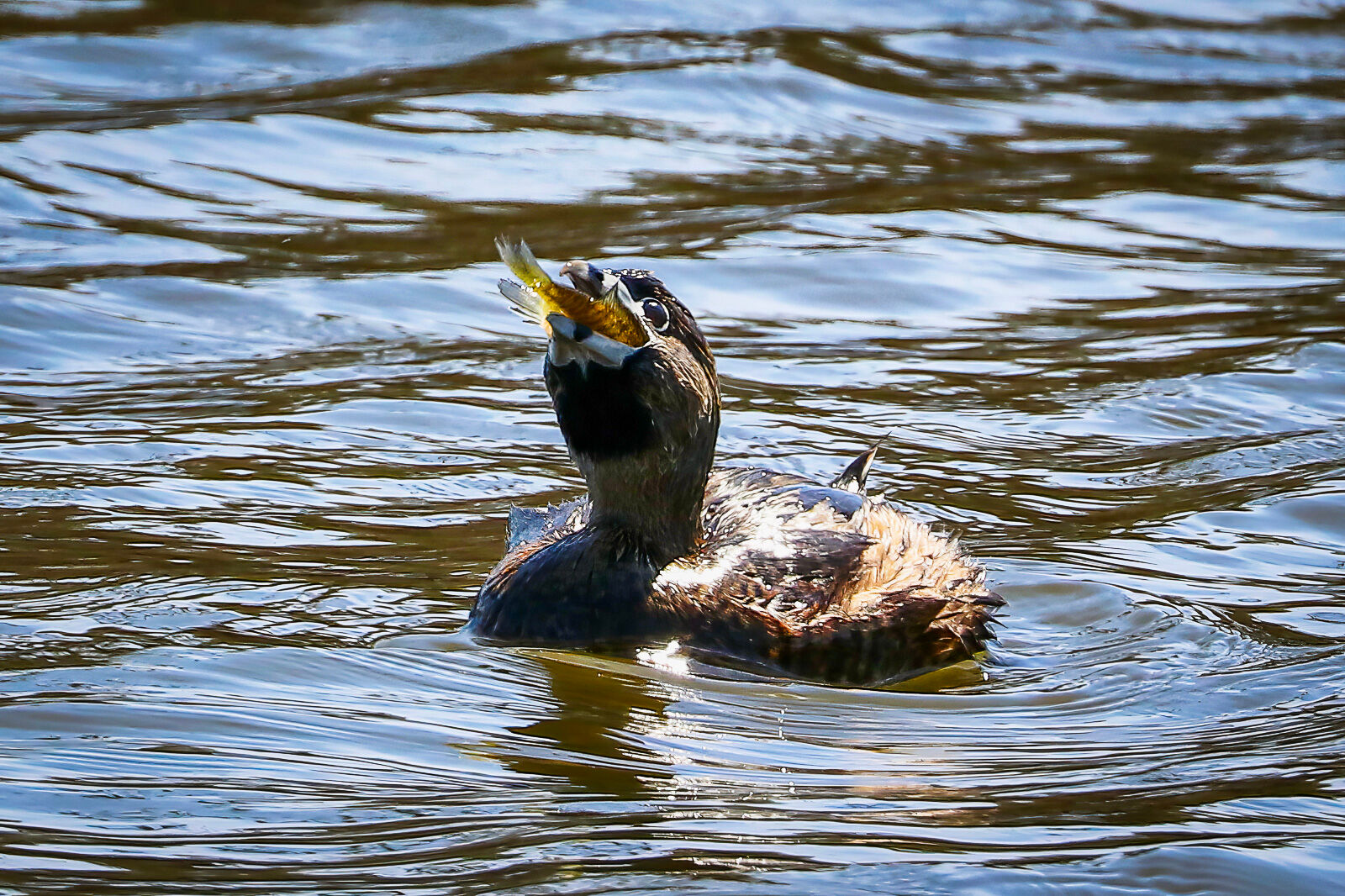 Pied Grebe with a a Fishy Meal