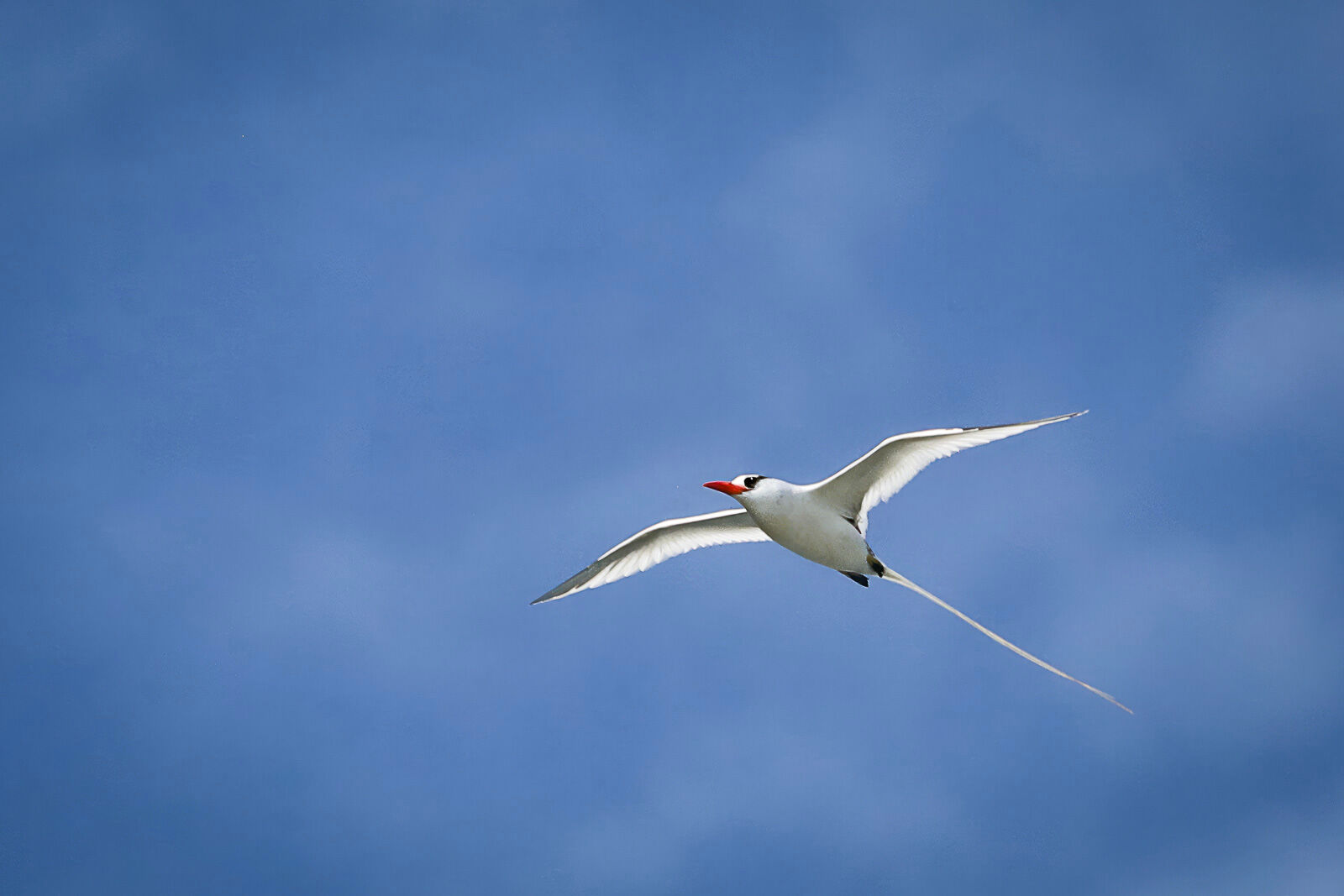 Red-billed Tropicbird