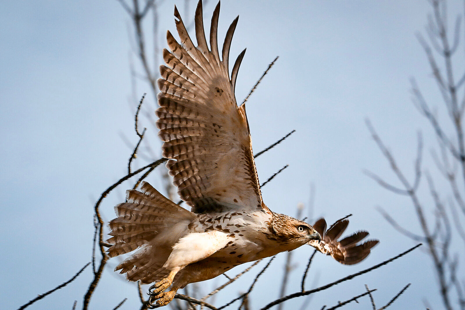 Red-tailed Hawk heading off to hunt