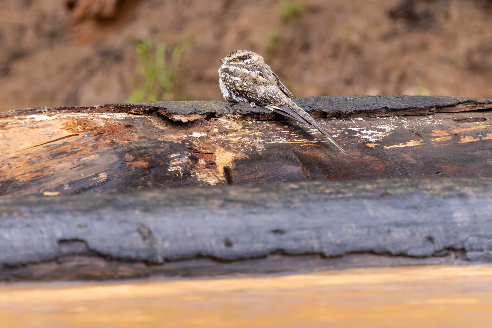 Sand-colored Nighthawk A Sand-colored Nightawk sleeps on a decaying log just above the caramel colored Tambopata River