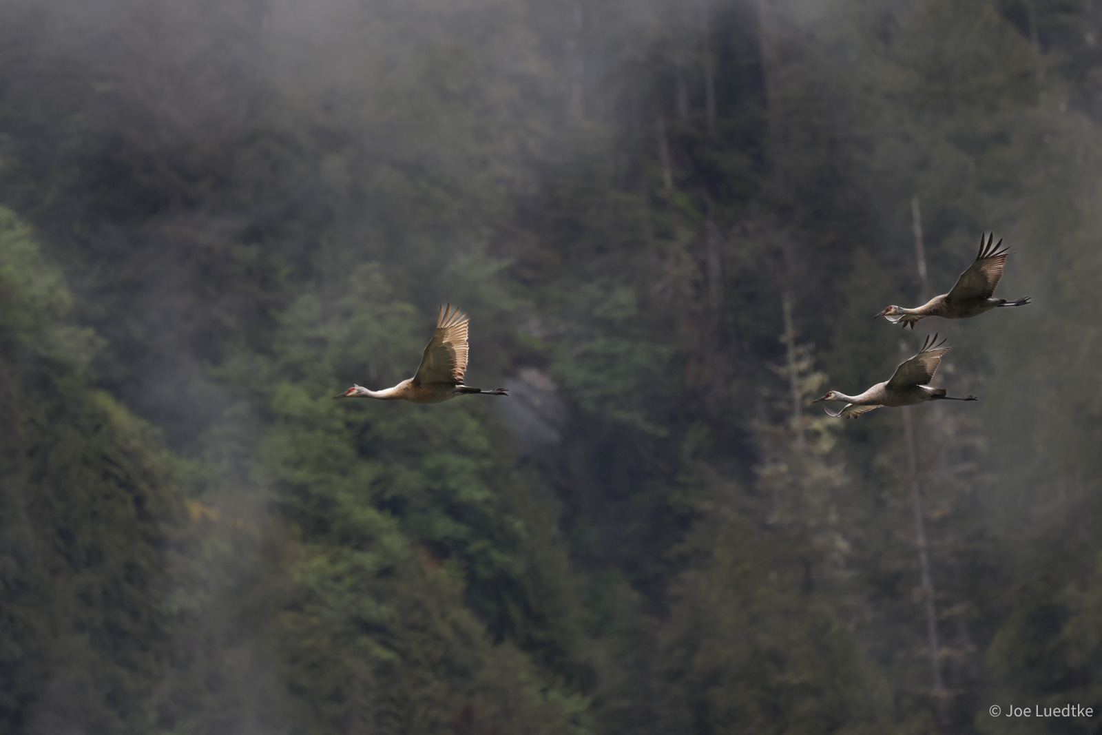 Sandhill Cranes Flying Through the Clouds