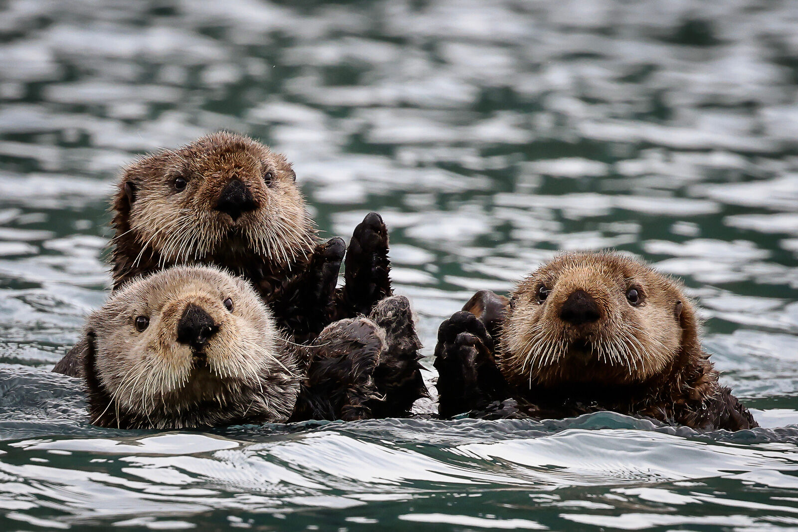 Sea Otters in the Pederson Lagoon