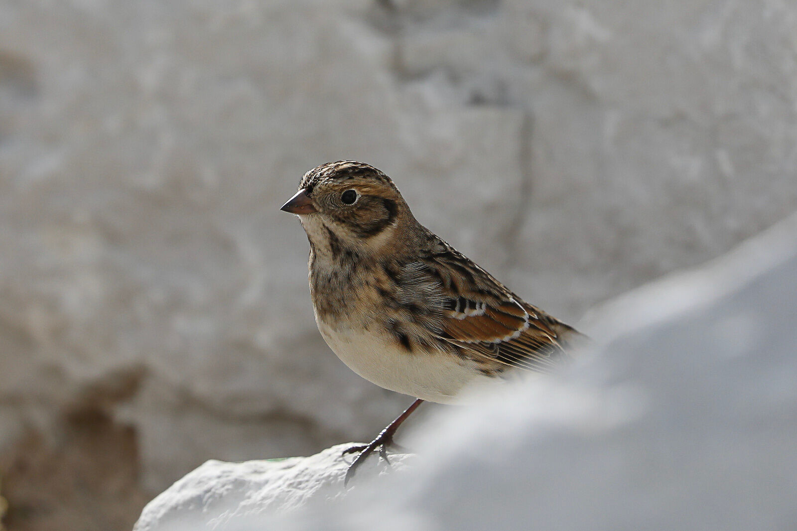 Snow Bunting in the rock along Milwaukee's Lakefront