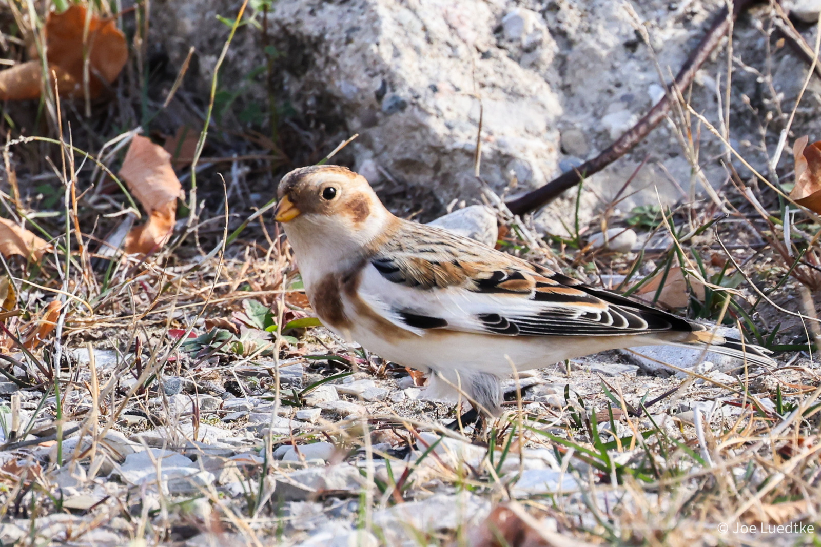 Snow Bunting along Lake Michigan Shore On the beach along Lake Michigan's shore.