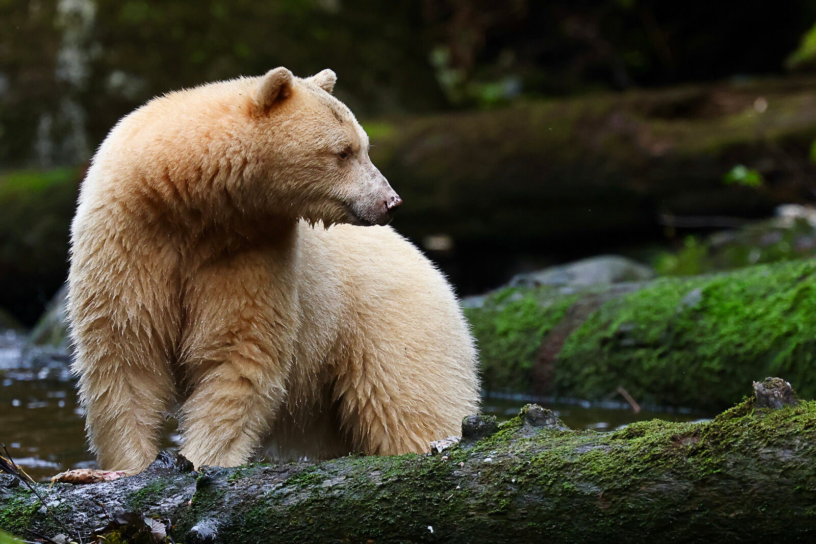 Laaya, The Spirit Bear Laaya, the Spirit Bear, I had able to observe for two days, keeps a wary eye on another bear, a black bear on the other side...