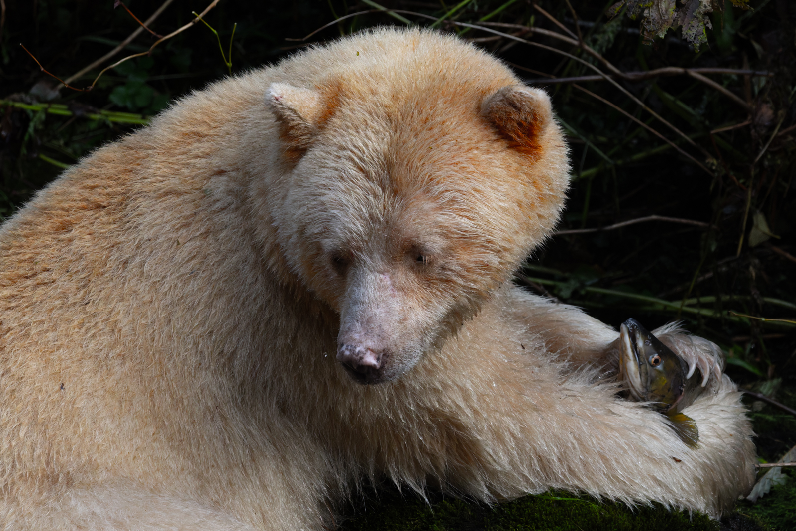 Still Life with Salmon A Spirit Bear pauses to survey its surroundings before dining on a freshly caught salmon. 