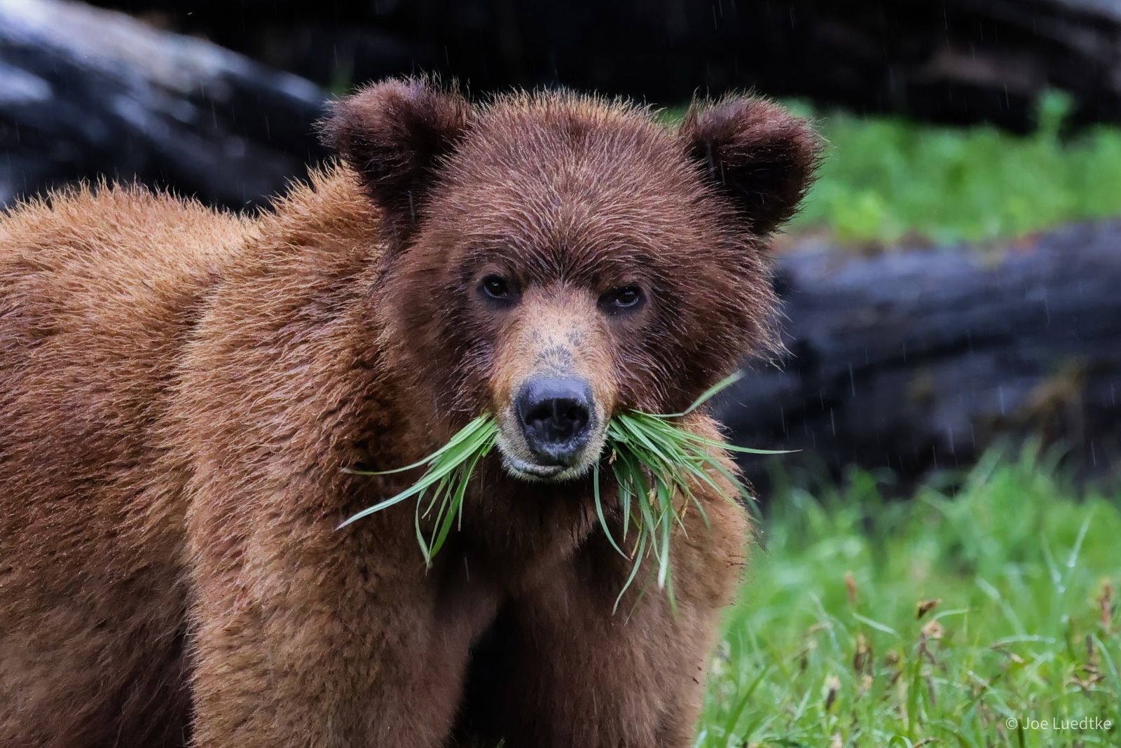 Young Grizzly Grazing on Sedge