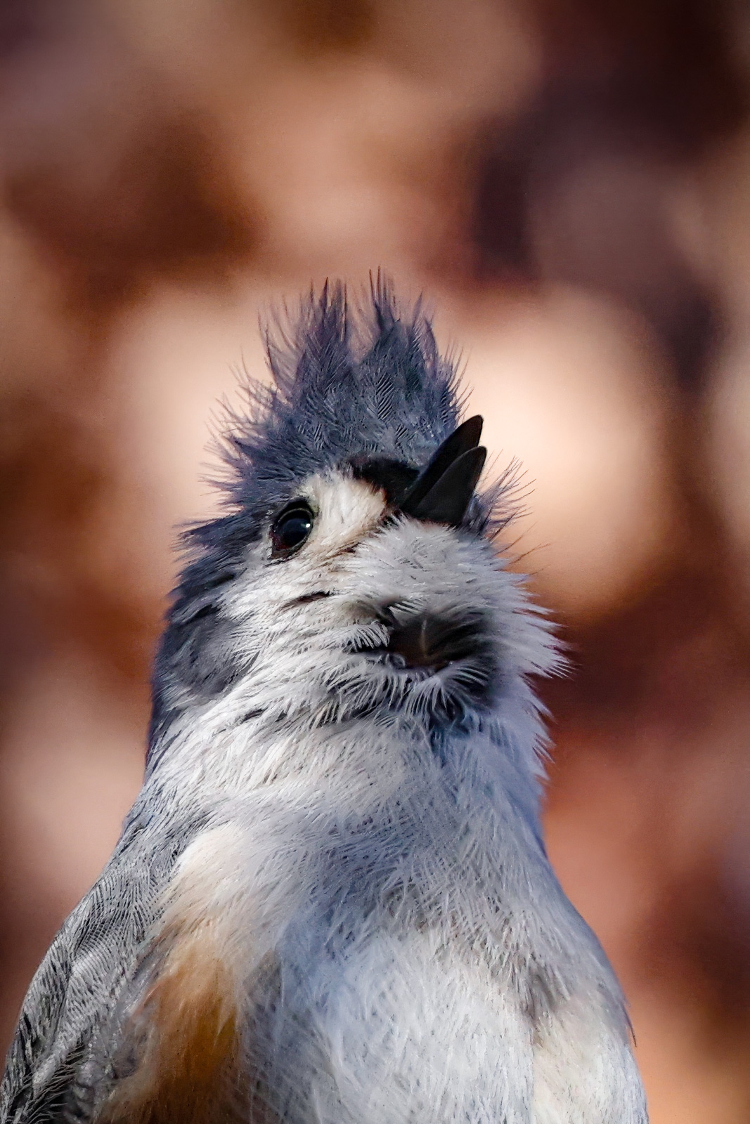 Tufted Titmouse Tufted Titmouse Singing is heart away at the Wehr Nature Center in Milwuakee, WI